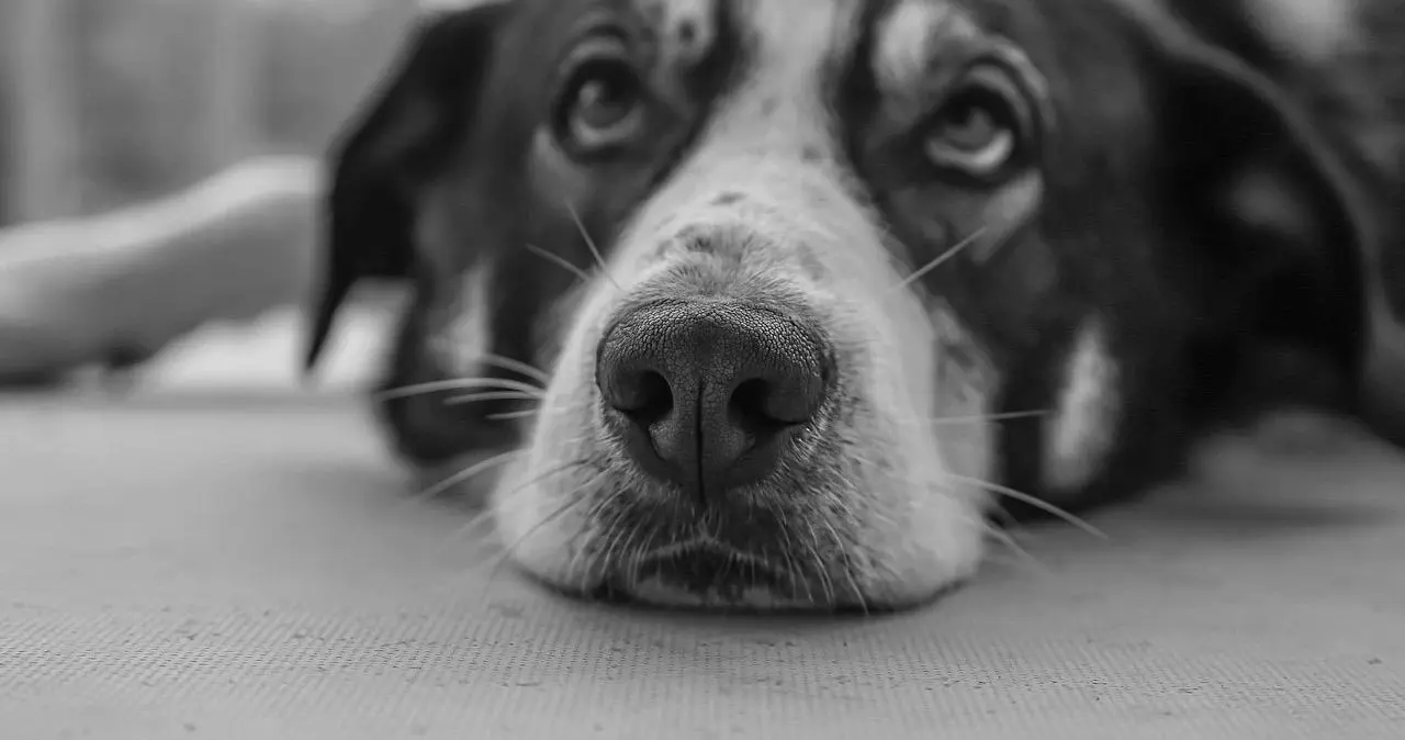 “恋足癖”背后的心理：为什么有些人对脚产生强烈的欲望？ 一