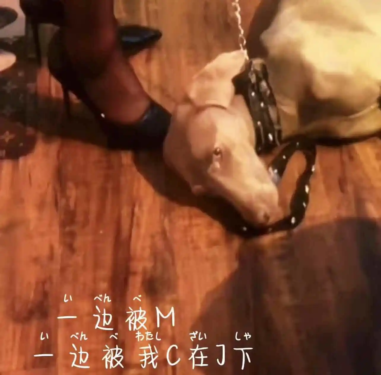 圈子里那些“猫咪情结”-深入探讨k8猫系角色的魅力与挑战 一
