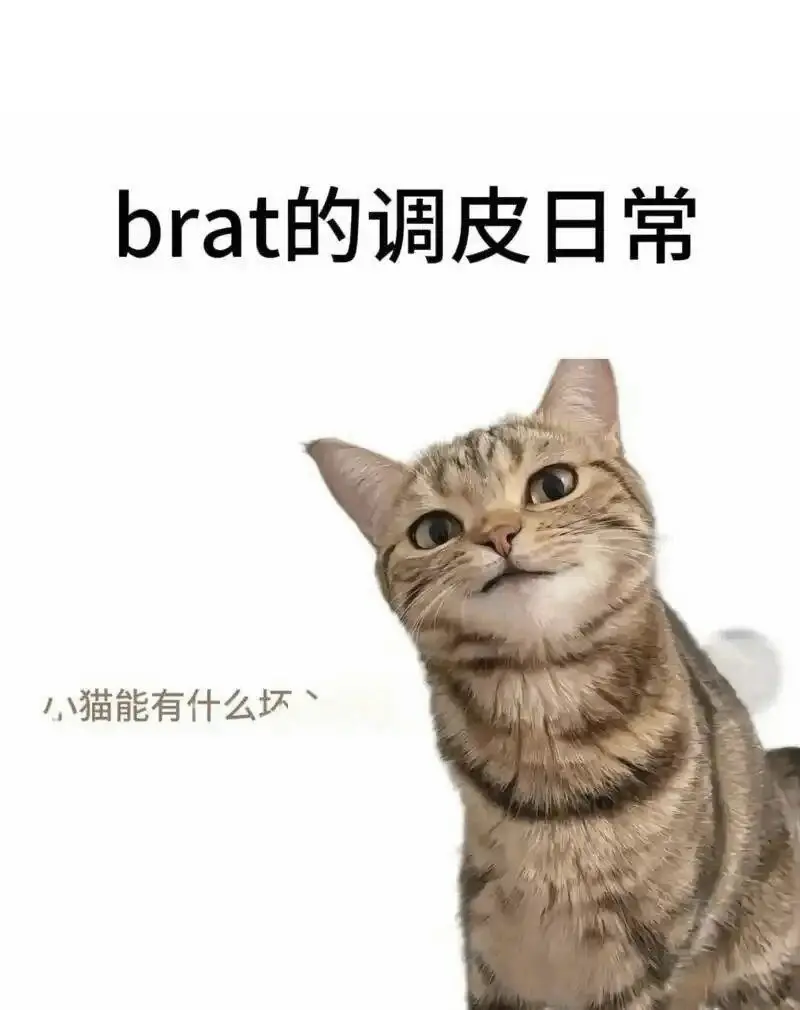 深入探索SP小圈：你了解这些不为人知的秘密吗？ 一
